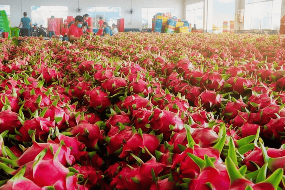 Thanh long nổi tiếng với chất lượng vượt trội, là loại trái cây đặc sản lý tưởng của Bình Thuận để mang về làm quà sau mỗi chuyến đi